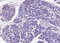 PCYT1A Rabbit pAb